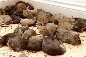 rats nest.jpg